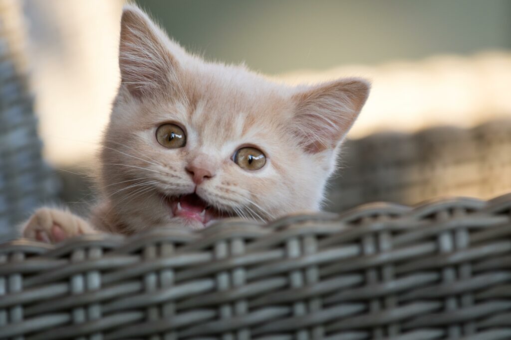 Katze im Korb
