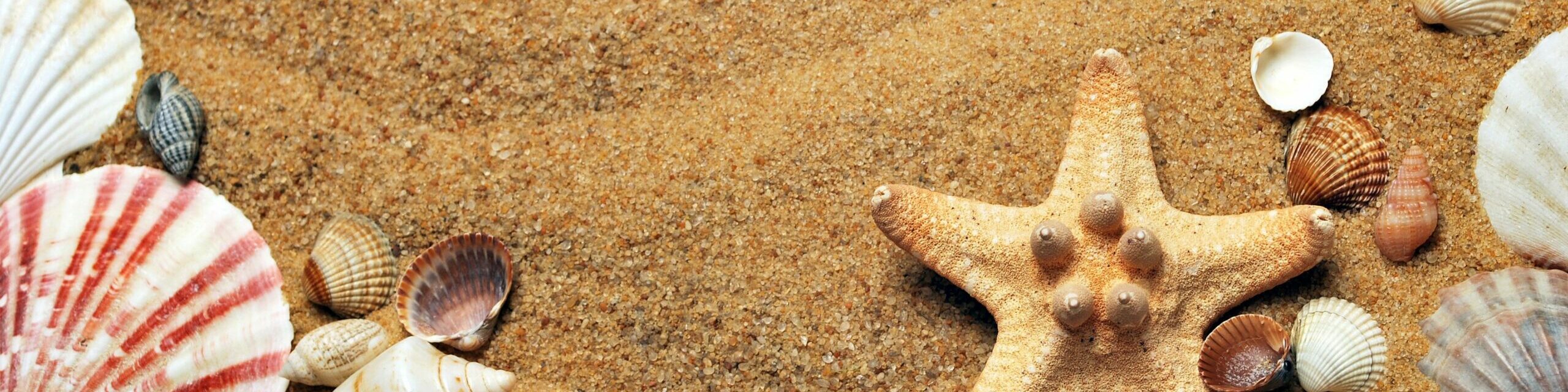 Musscheln am Strand